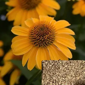 Green River 50 Grandpa Gold Coneflower Seeds - Flower Seed Pack, Perennial Echinacea Variety, Rare Clearance Seeds for Pollinator Garden, Fast-Growing Plants for Outdoor Flower Beds