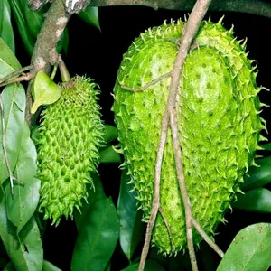 Guanabana Soursop Tree, Soursop Grafted Tree 2 to 3 Ft Tall in Gal, Annona Tree Sweet Soursop Fruit Tropical Live Tree For Planting