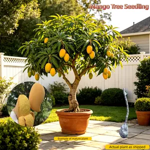 Mango Tree Sapling I TropicalHomegrown Fruit I Sturdy & VigorousGrowth I Ideal for Backyard Gardens &Outdoor Growing I Grafted for StrongDevelopment I Easy Care & LowMaintenance I Suitable for HomeGardeners & Growing Beginners Non-GMO