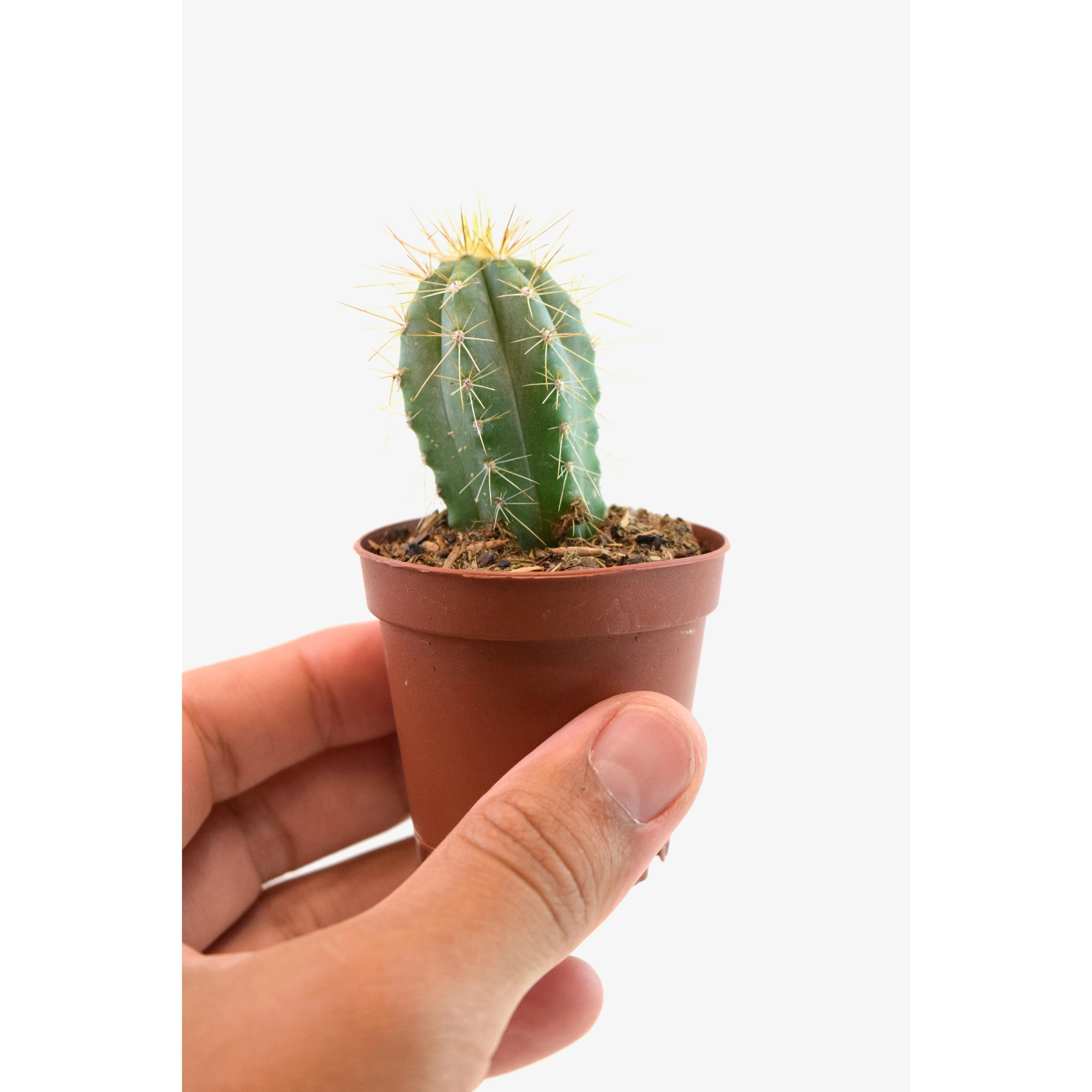 Miniature Cactus Plants 2" Pot