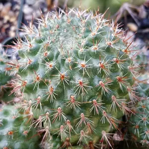 Rebutia graciliflora borealis