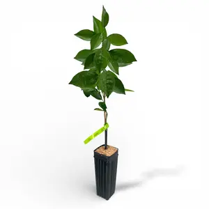 N-33 Navel Orange Tree | Sweet Seedless Texas Navel, Low Acid & Juicy Citrus | Premium Indoor Outdoor Citrus Tree | No Ship CA AZ LA FL