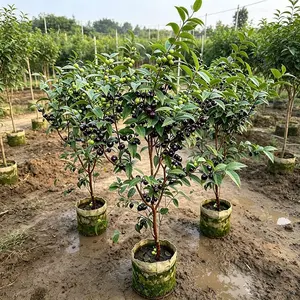 Rare Dwarf Jaboticaba Live Plant - Brazilian Grape Tree, Sweet Tropical Fruit Tree, Perfect for Home Gardens, Exotic Fruit Tree, Ideal for Bonsai & Potted Planting