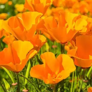 TomorrowSeeds - Giant Orange California Poppy Seeds -  Eschscholzia Cup of Gold State Hot Weather Perennial Garden Flower Seed For 2024 Season