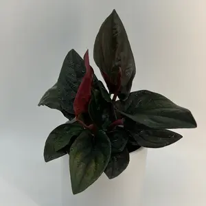 Syngonium Red Arrow 4" pot  - Decorative Houseplant with Unique Red Leaves for Collectors & Home Decor Enthusiasts