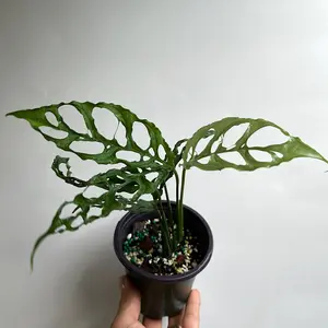 Monstera Obliqua Peru 4" Live Tropical House Plant - Handpicked by Grower, Low-Maintenance