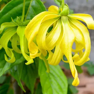 Ylang-ylang (anonáceas) /Cananga odorata/Live tree 10-inch24inch Arbol vivo