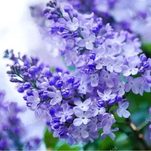 50 Purple Lilac Seeds Extremely Fragrant Japanese Tree Lilac Light Purple Syringa Vulgaris