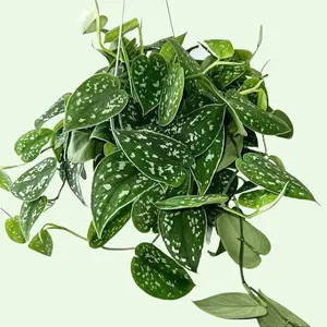 6" Scindapsus Pictus Argyraeus "Speckled Satin Pothos", Beginner Friendly Live Houseplant, Indoor Plant