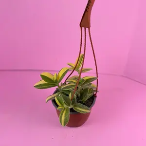Tradescantia Velvet Variegated 6” | Trailing Plant | Hanging Basket Plant