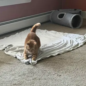 Bedsure Cooling Dog Blanket - Keeps Pets Cool, Lightweight Design, Breathable & Washable