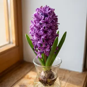 Premium Hyacinth Bulbs Seeds Large Size Fragrant Flowers Easy Cultivation Indoor Outdoor Garden Planting Supplies Hyacinth Seed Bulbs