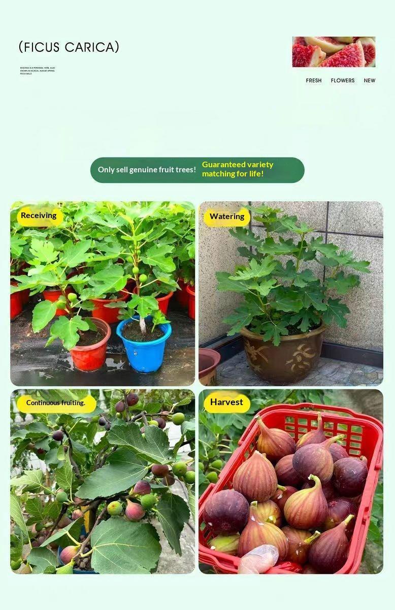 Heirloom Non-GMO Fig Tree Live Plant Starter – Hardy Perennial Fig Fruit Tree Seedling for Outdoor Garden, Patio, Yard, Container Growing, Easy Care, Fast Growing, Perfect for Home Orchard & Fresh Fruit Harvest
