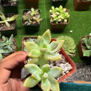 Live Succulent Assorted Variety Pack - 3-5 in Well-Rooted, Vibrant Decorative Plants, Partial Sun-Loving, Easy-Care Beginner-Friendly Aesthetic Home Office Desktop Decor