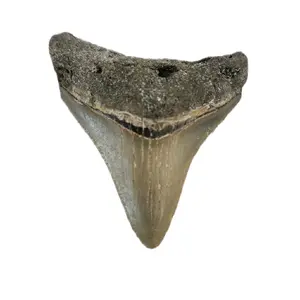 Megalodon Tooth 2.2"x 1.9"