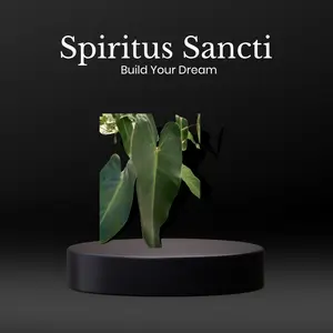 " Rare Philodendron Spiritus Sancti - Limited Edition live Exotic Indoor Plant