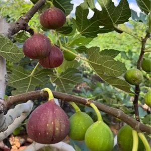 Fig Seeds - Non-GMO, Fast-Growing, Beginner-Friendly & Low-Maintenance, Indoor & Outdoor Planting, Perfect for Spring, Easy to Grow Fig Plants for Home Garden