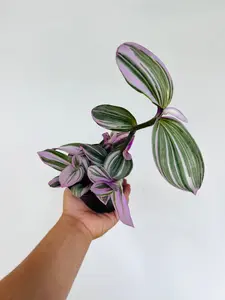 Bubblegum Wandering Dude - Tradescantia Albiflora - 4" Pot