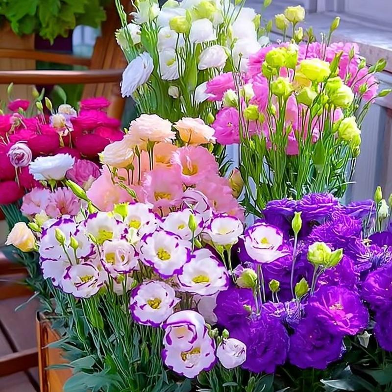 Lisianthus Seeds - 200+ Flower Seeds for Planting, Elegant Blooms for Your Garden and Home