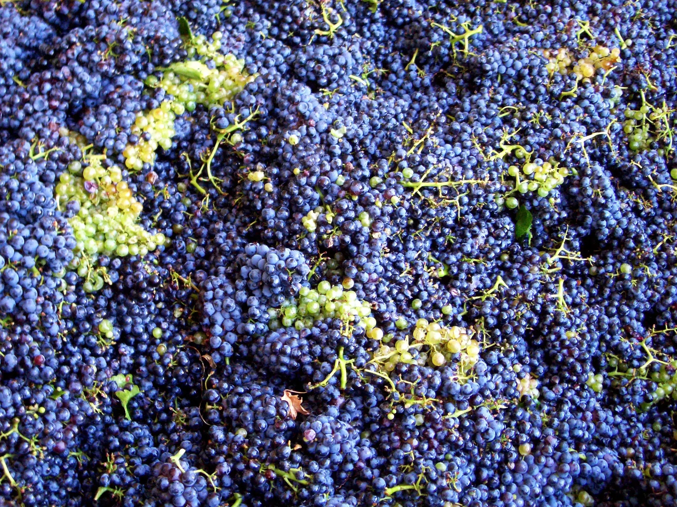 Sheridan Grape Vine – 2-Year Bare Root Grape Plant – Sweet Blue Seedless Concord-Type Grape – Vigorous & Productive – From Hand Picked Nursery