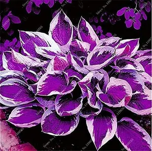 500 Pcs Mixed Hosta Jardin Perennials Lily Flower Pot White Lace DIY Home Garden Ground Cover Garden Plant