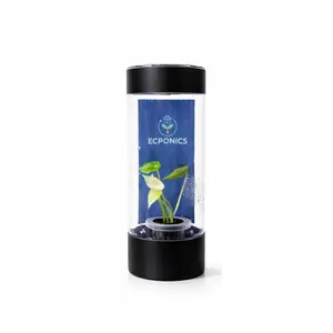 Rare Alocasia Ninja Tricolor - Starter Plant in ECPonics Capsule (No Shock, Beginner Safe)