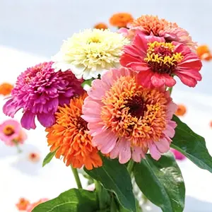 Zinnia Seed Mix for Planting, California Giants & Crazy Blend Mixed Color Blooms, Non-GMO Annual Flowers for Bees, Butterflies & Cutting