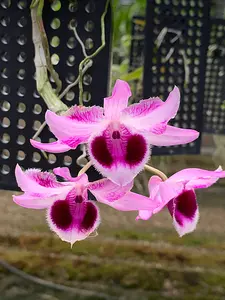 Dendrobium Nestor 'white' x parishii 'Domrong star' | BS not in bloom