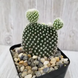 Opuntia microdasys albata