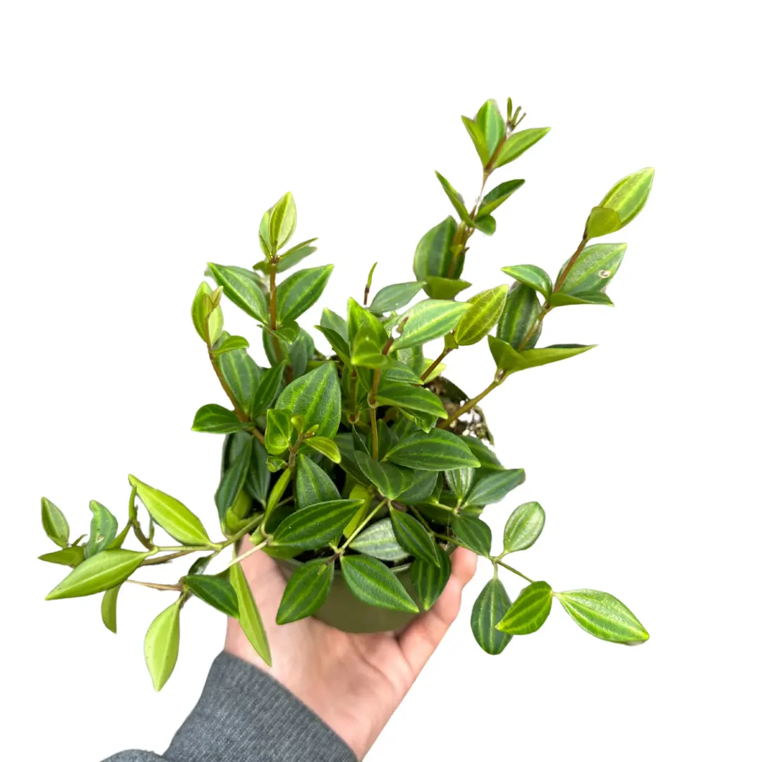 4" Peperomia Funky Frog - Peperomia Beetle – Live Indoor Plant