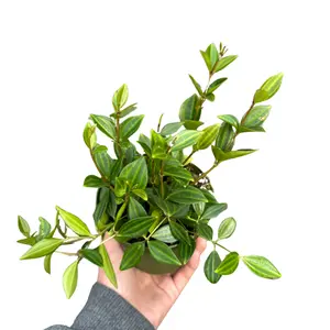 4" Peperomia Funky Frog - Peperomia Beetle – Live Indoor Plant