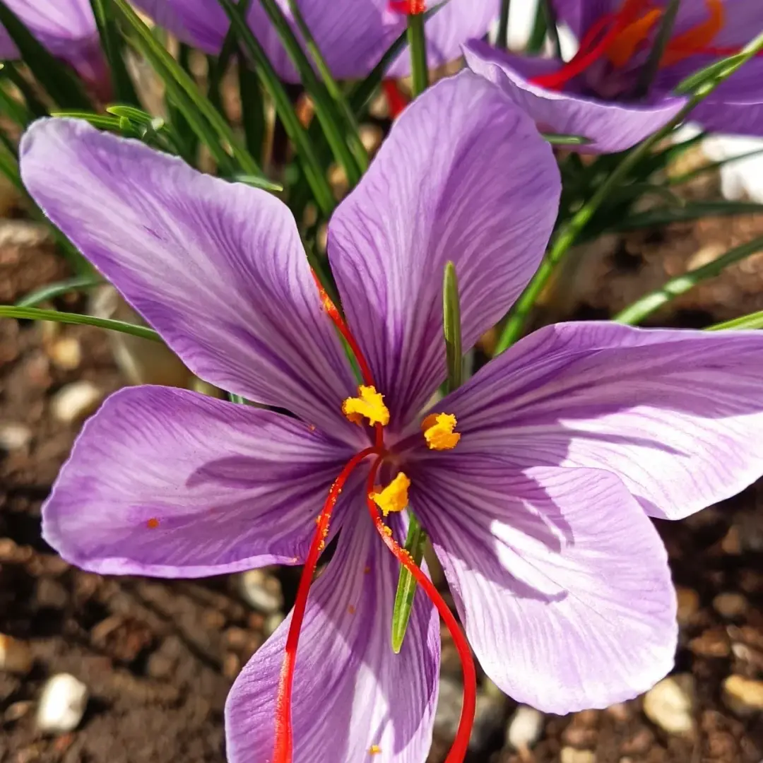 Saffron Crocus Bulbs - Autumn-Flowering Purple Crocus with Red Stamen, Low-Care Hardy Perennial Corms, Ideal Decor for Outdoor Yds, Balconies and Gardens