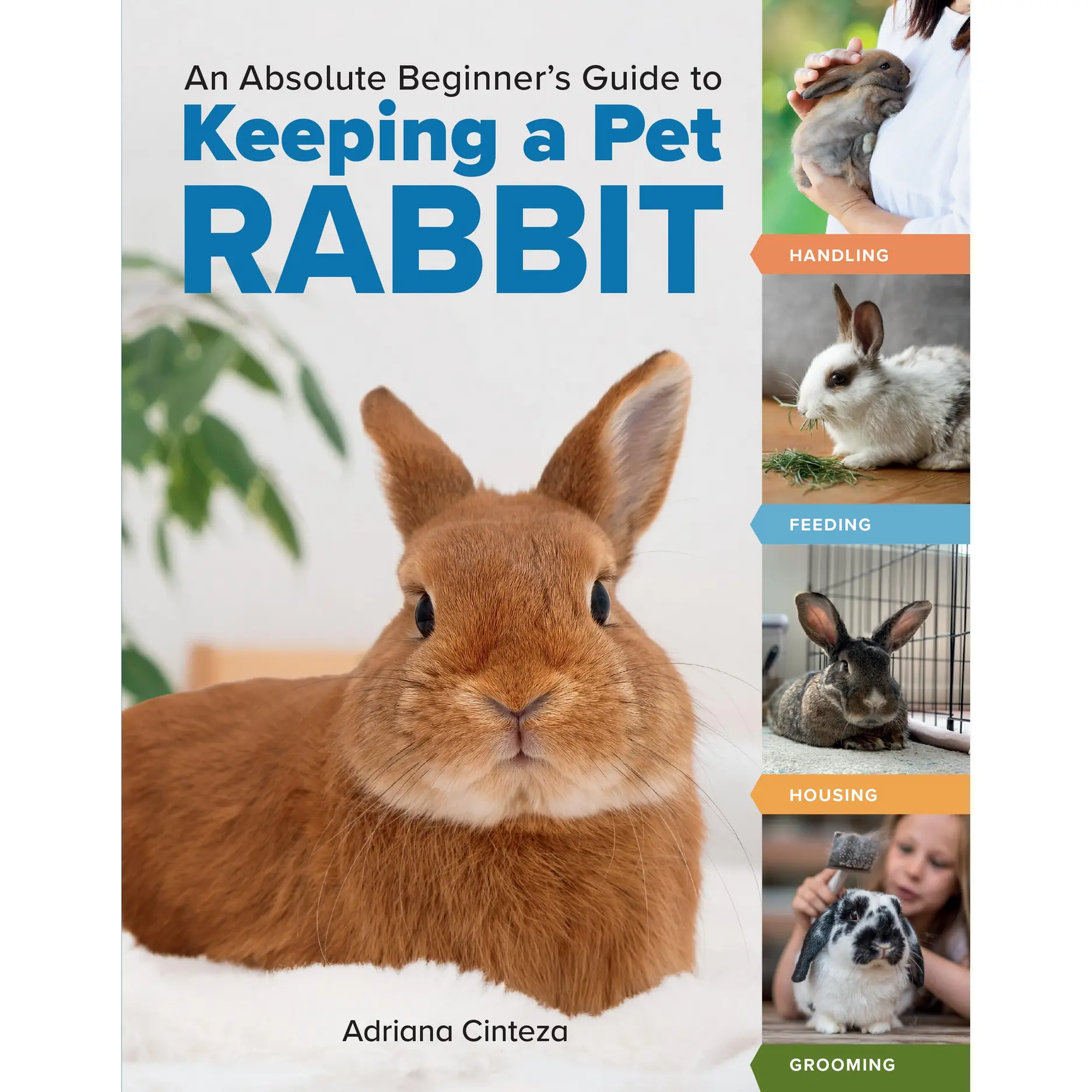 An Absolute Beginner's Guide to Keeping a Pet Rabbit
