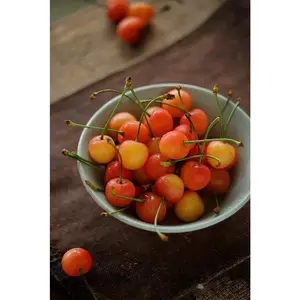 [Base Straight Hair! High Quality Cherry Tree Seedlings] Two-year-old saplings grow faster! Ideal for indoor/outdoor home gardens. Strong disease resistance, ornamental tree seedlings.