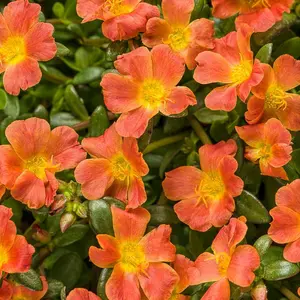 Mojave® Tangerine Purslane