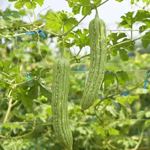 10 Bitter Melon Seeds
