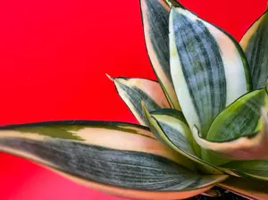 Sanseveria Golden Hahnii | 4 Inch Pot | House Plant | Live Plant | Decoration