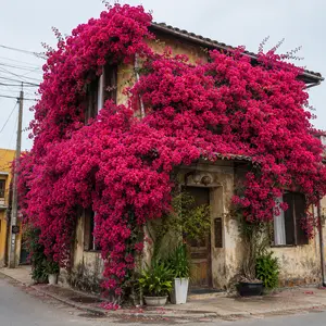 Live Bougainvillea Seedling Well-Rooted Plant - Fast Growing Climbing Vine, Year-Round Vibrant Blooms, Low Maintenance Drought Tolerant, Perfect for Fences Walls Balconies Pots, Easy to Grow for Beginners