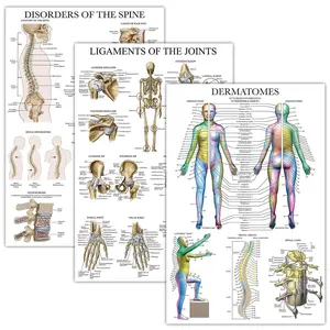 Human Body Structure Poster, 3 Counts/set Joint Ligament & Skin System Anatomy Chart, Educational Wall Chart for School & Home