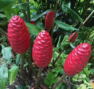 2 Count Awapuhi Wild Ginger Rhizomes Shampoo Live Plant, Zingiber zerumbet roots, Pine Cone Ginger Plant Flower Haircare