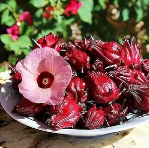 10" Roselle Hibiscus Jamaican Sorrel (Hibiscus Sabdariffa) Seedling Organic