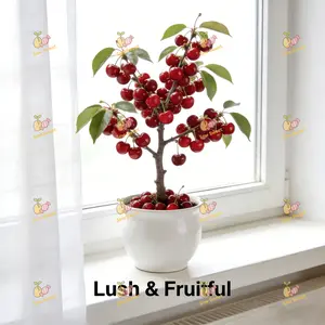 Sweet and juicy dwarf cherry anvil seedlings (grafted seedlings) - selected by local farmers, the results of the year, worry-free maintenance, frost-free and cold-resistant, suitable for balcony/courtyard/indoor/outdoor potted plants
