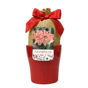 Dancing Queen Double Amaryllis in Red Ceramic Planter with Bow and Gift Tag