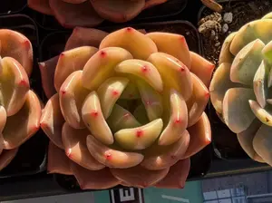 Echeveria 'Q Qrange' Single Head(around 3'')- Bare Root Succulents - Terra Tales