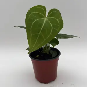 Anthurium king of Clarinervicum x magnificum 4" pot Rare Plant with Dark Green Leaves and Prominent White Veins, Easy to Care for, Ideal for Collectors