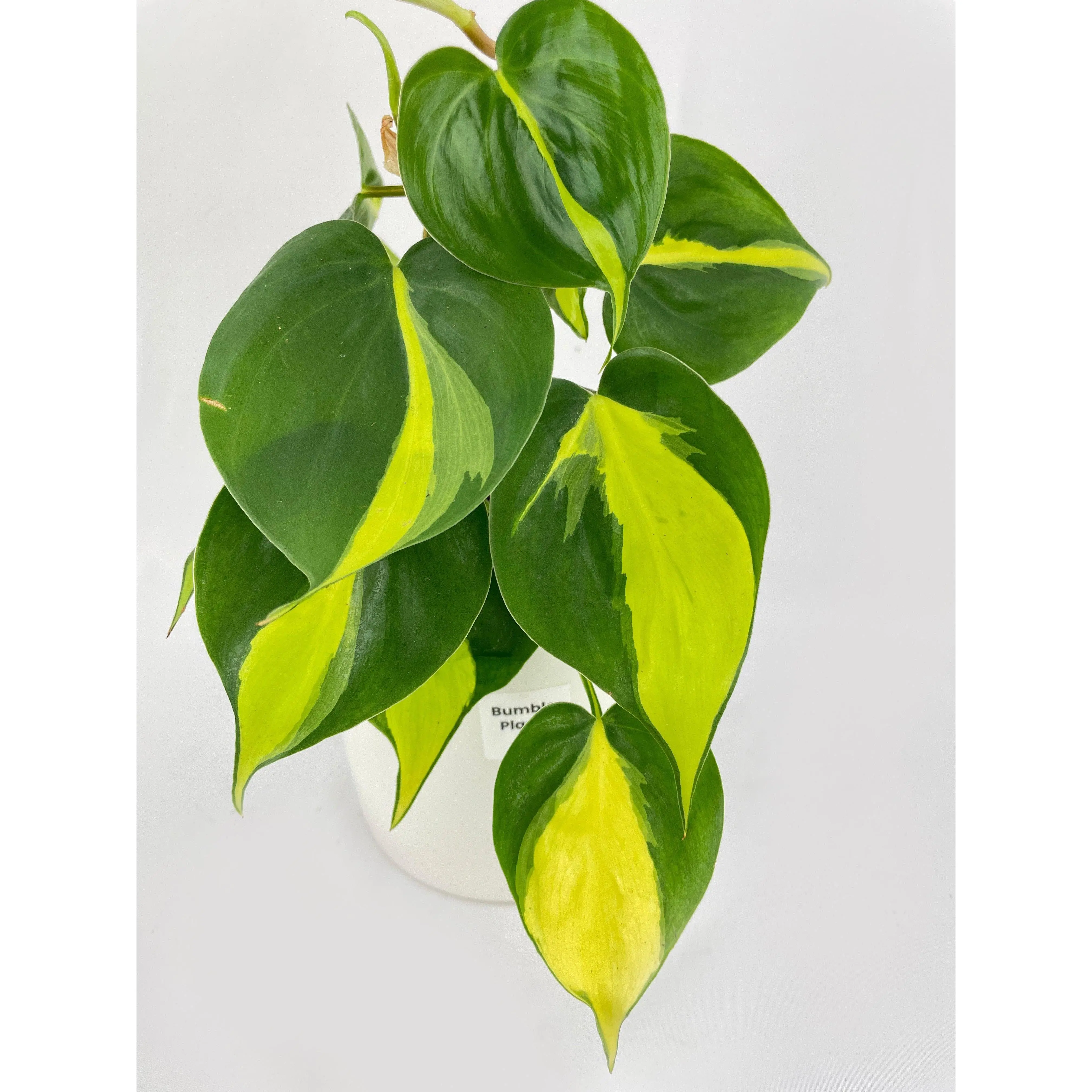 Philodendron Hederaceum Brasil