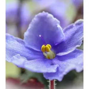 Violets & Dew Drops - Premium Fragrance Oil