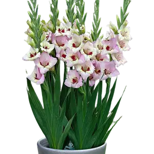 Mixed Color Gladioli Flowers Seeds,Pastel Mixed,Suitable For Courtyard/Garden Indoor Potted Planting