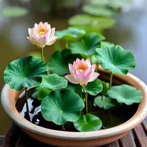 Mix Bonsai Lotus Seeds for Planting Indoor, Water Bowl Lotus Seed, Water Lily Flower Plant for Ponds and Gardens