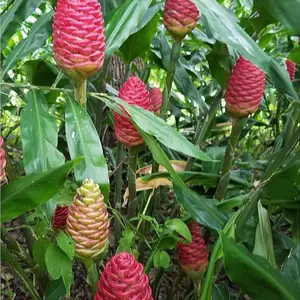 8 Shampoo Ginger Rhizomes, Zingiber Zerumbet Pine Cone Ginger Bitter Ginger Plants  Red Ginger Lily Roots For Planting, Ready To Grow
